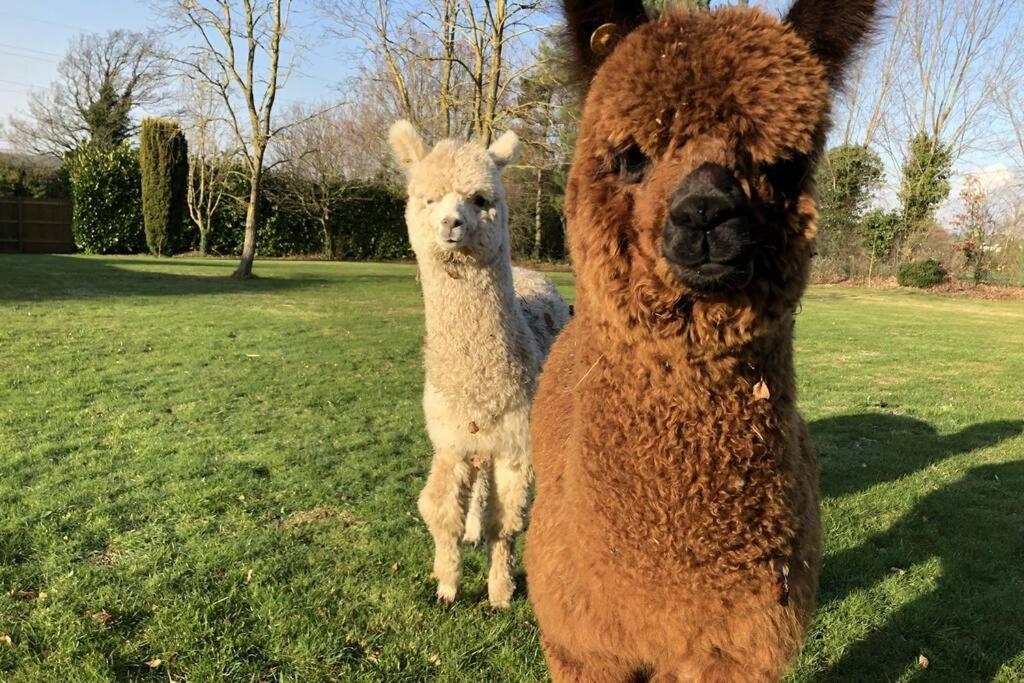 Alpaca Lodge Sittingbourne Exteriör bild