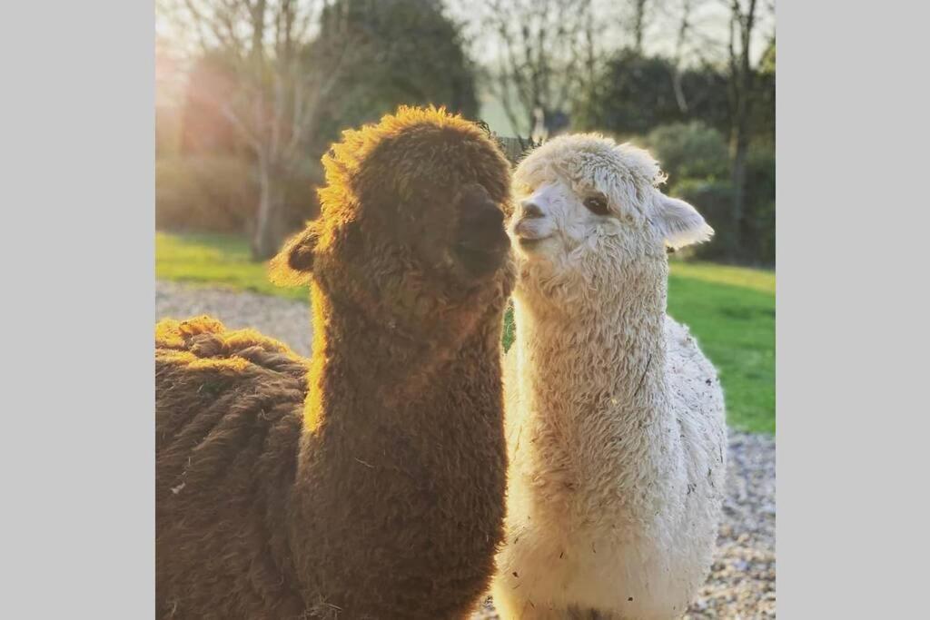 Alpaca Lodge Sittingbourne Exteriör bild